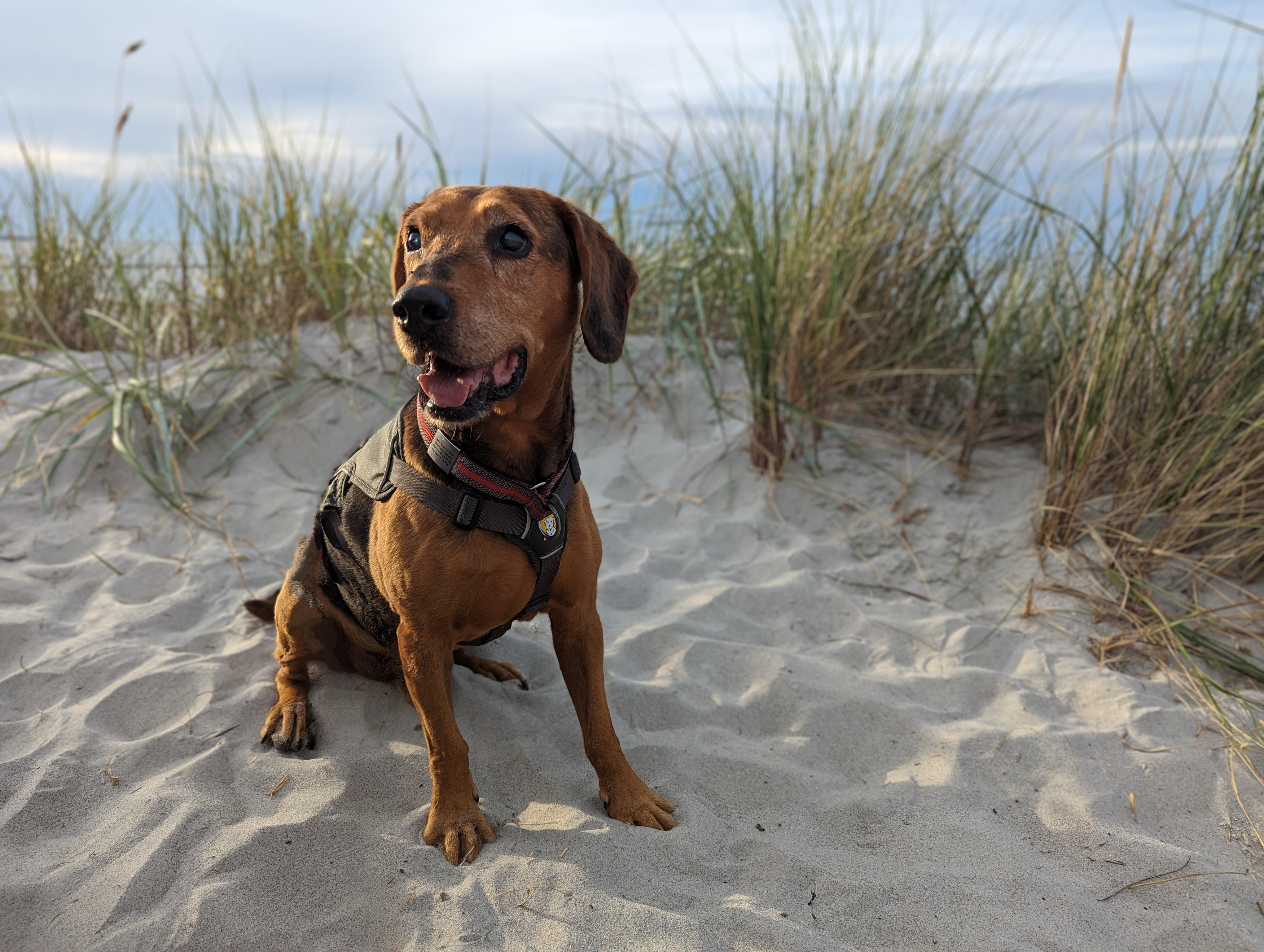 Familienhund beim Training zuhause – mobiles Hundetraining Fürstenfeldbruck