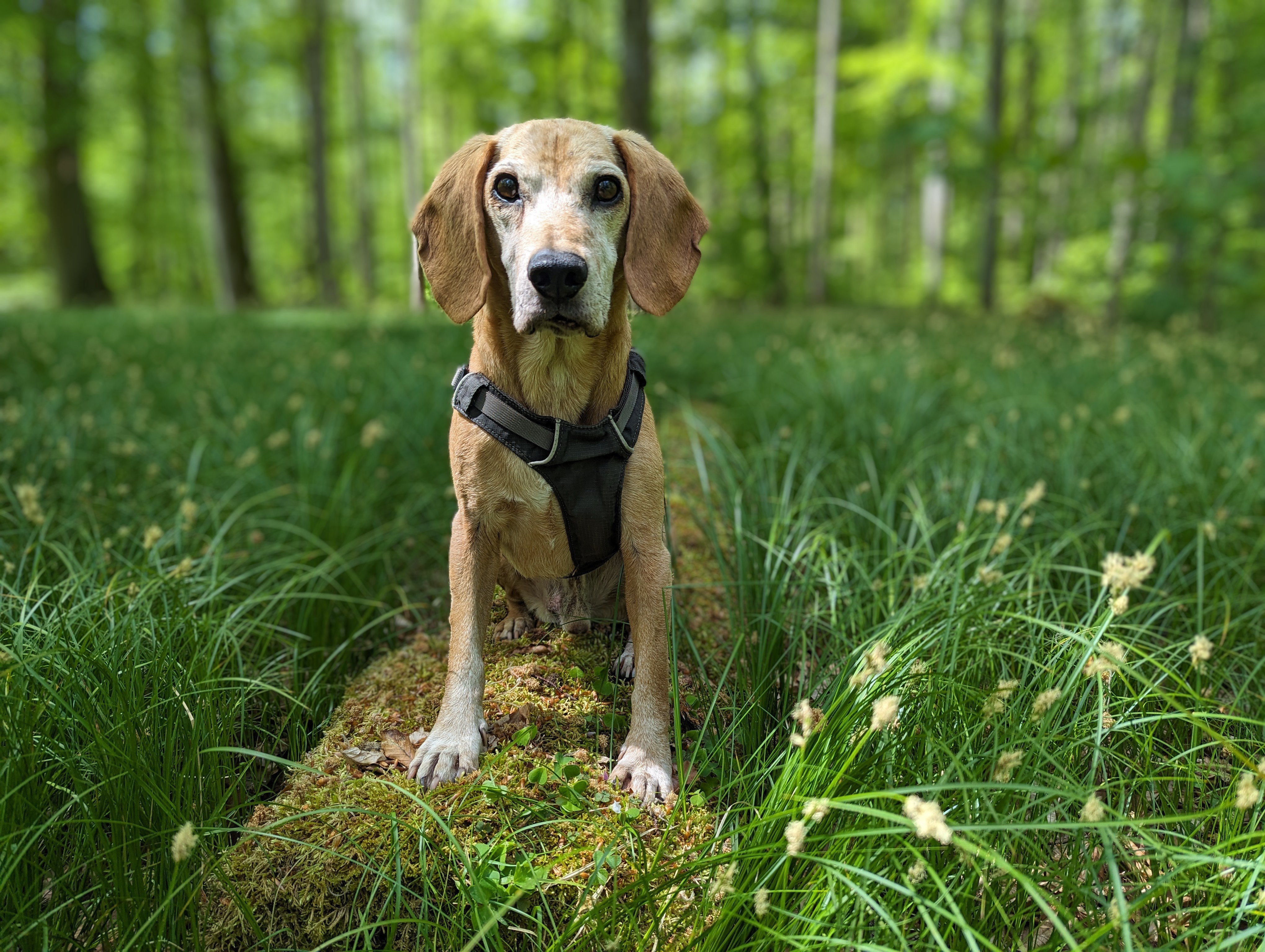Hund im Münchner Westen – Wedelhelden Hundetraining Fürstenfeldbruck
