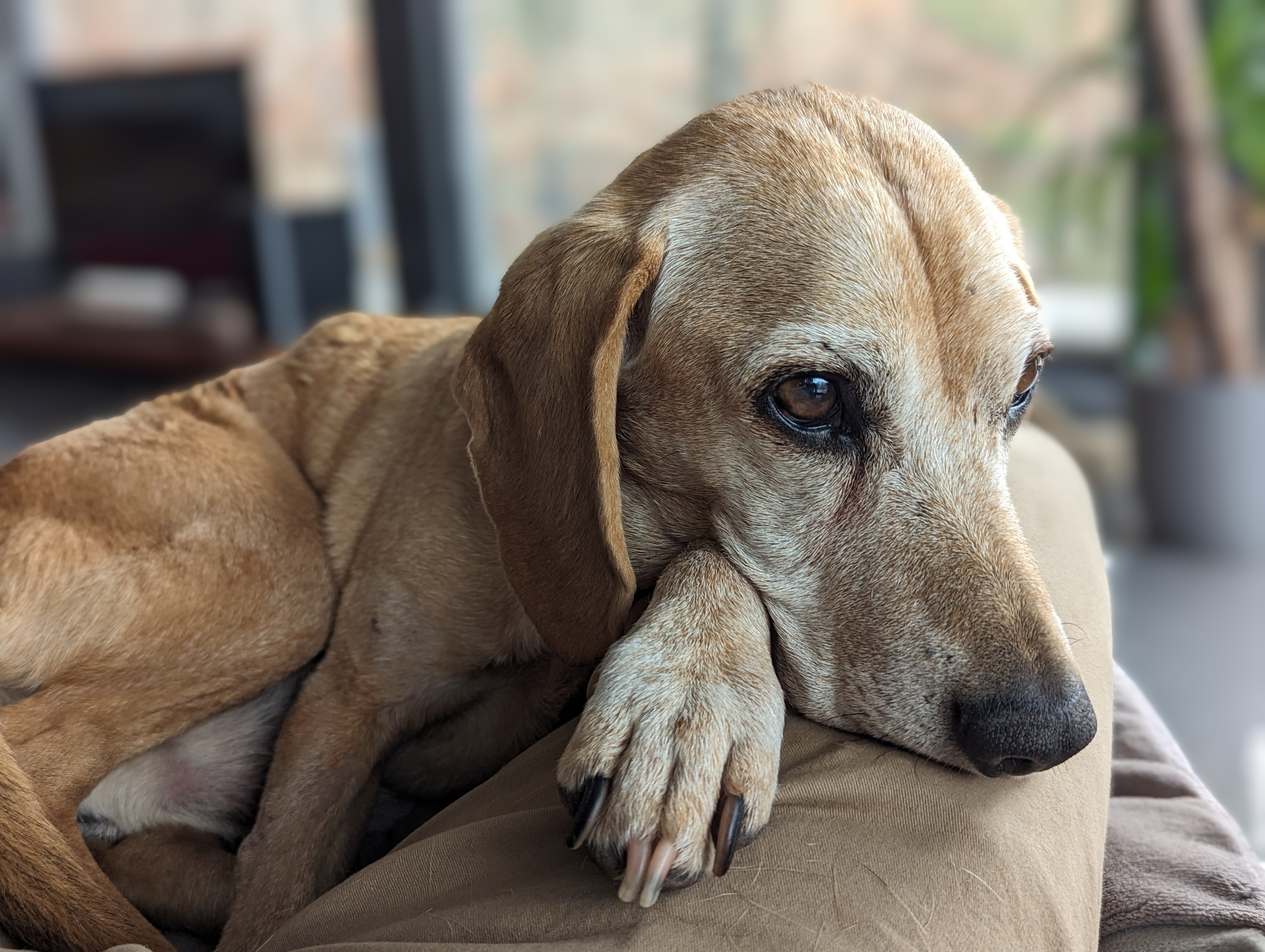 Wedelhelden Hundetrainer Grafrath – Peter Schrepfer mit Hund